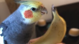 Banana Birb