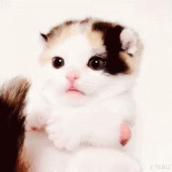 Kittens Kitty GIF - Kittens Kitty Cat - Discover & Share GIFs