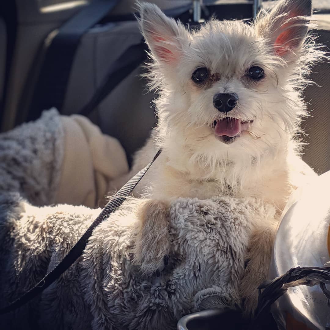 Sohma G. Dawling on Instagram: “Somebody loves their new #travel booster seat! . Just sitting in the car in the AC while we make a pitstop. Blasting #mymorningjacket song…”