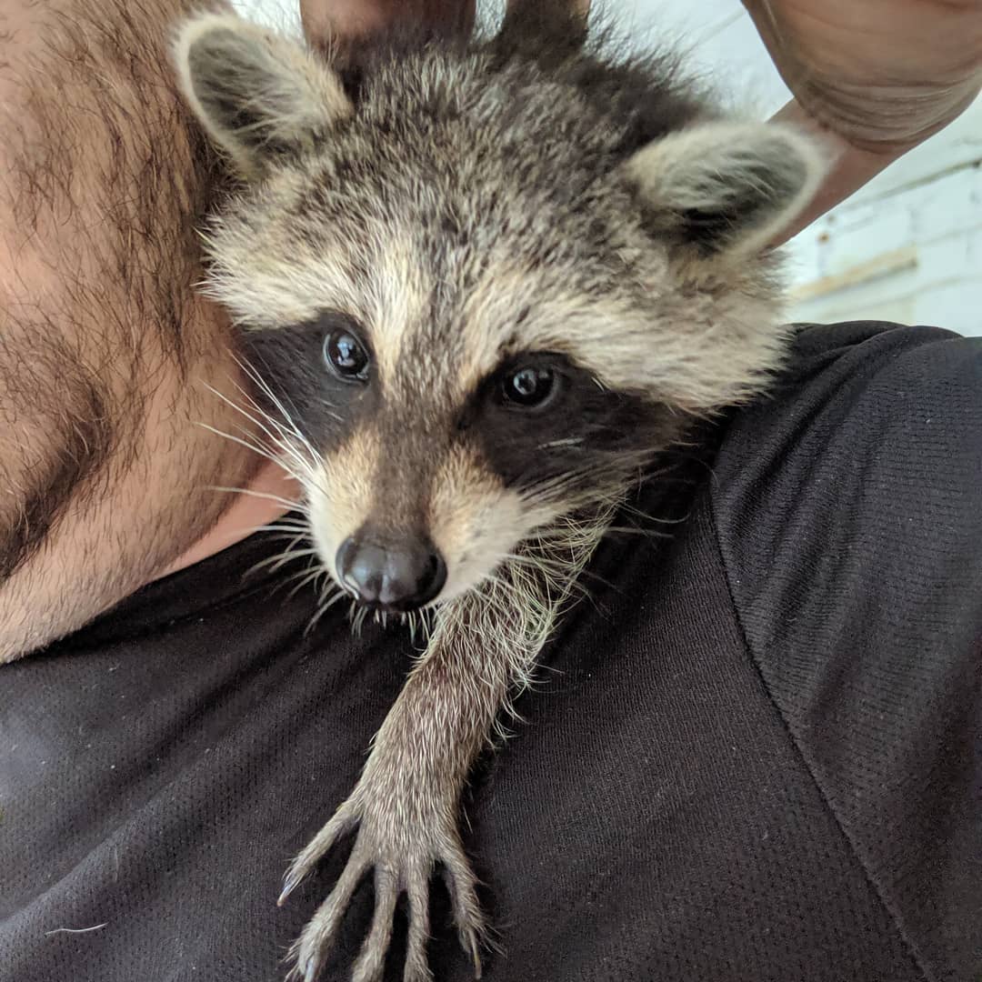 Sohma G. Dawling on Instagram: “One of my partner's favorite animals is the racoon. Has been adoring them since a child, but never has had the chance to get close to one,…”