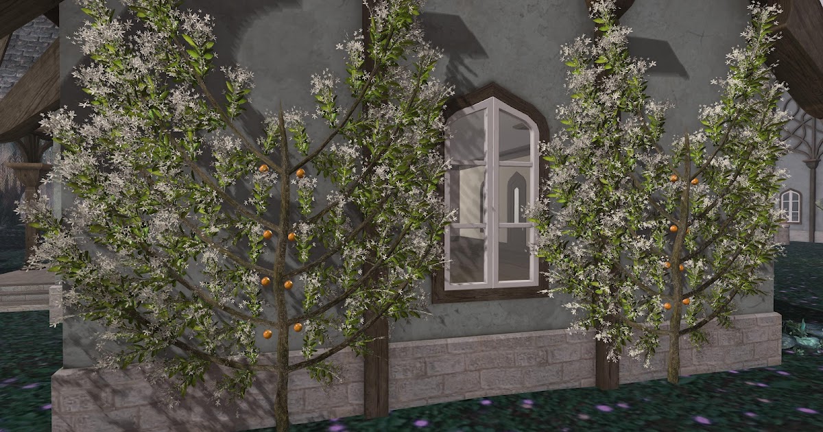 At Home with Aerlinniel: Orange Tree Espalier